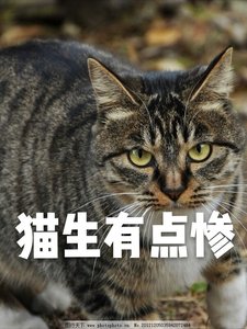 《猫生有点惨》